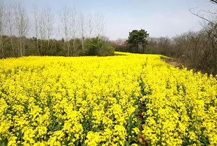 偷得浮生半日閑，一路踏青到平山——平山生態園春日游園采摘季歡迎您